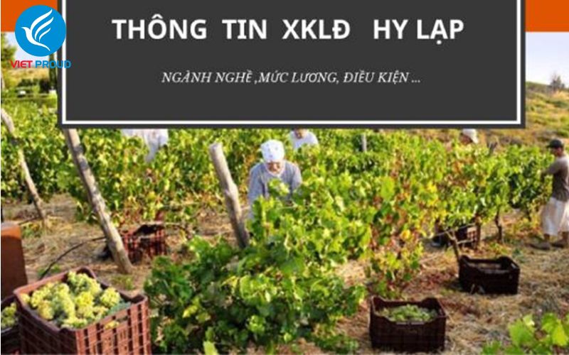 Đơn hàng xuất khẩu lao động Hy Lạp