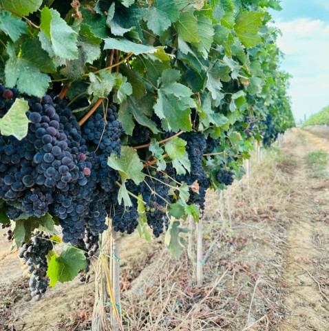 lam farm o na uy 6751a64ab9f21