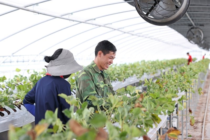 Du học Hàn Quốc thí điểm bảo lãnh bố mẹ sang lao động thời vụ