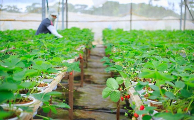 Tuyển người đi xuất khẩu lao động Nhật Bản ngày càng khó – Thách thức và cơ hội trong ngành xuất khẩu lao động hiện nay