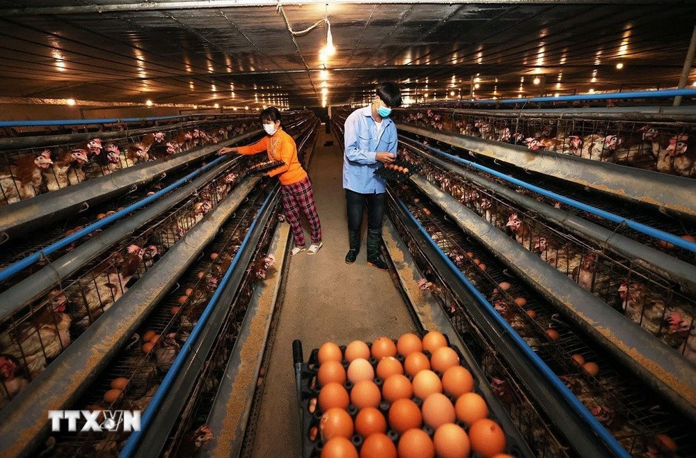 Kinh Nghiệm và Bí Quyết Xuất Khẩu Lao Động thành Công Tại Hy Lạp 2026 - Cơ Hội Vàng Cho Người Việt